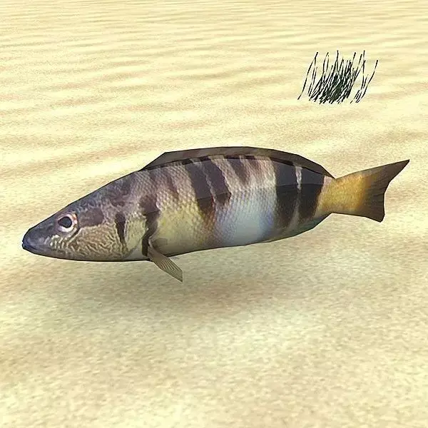 Pirka - Serranus scriba Low-poly 3D model
