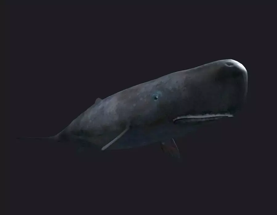 Sperm whale Blue Whales sea animals calves simple  3D model