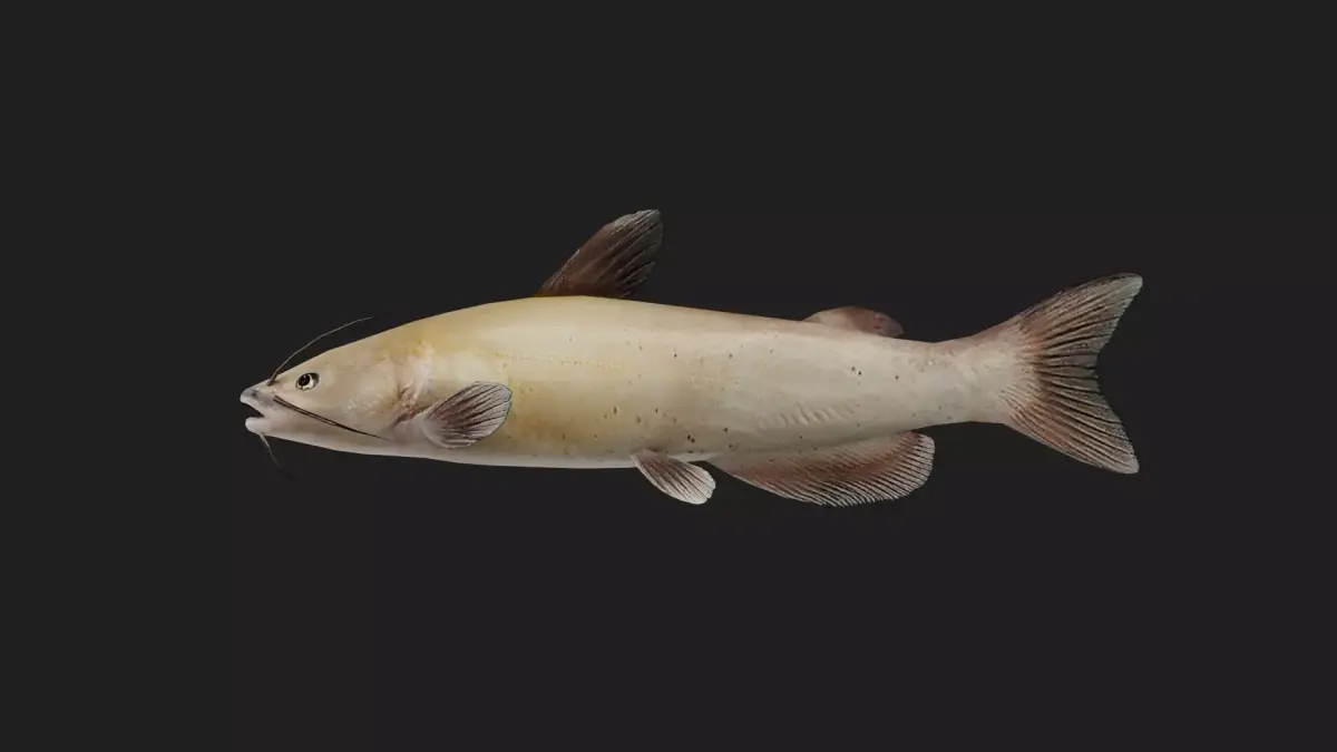 Catfish Low-poly 3D model 10