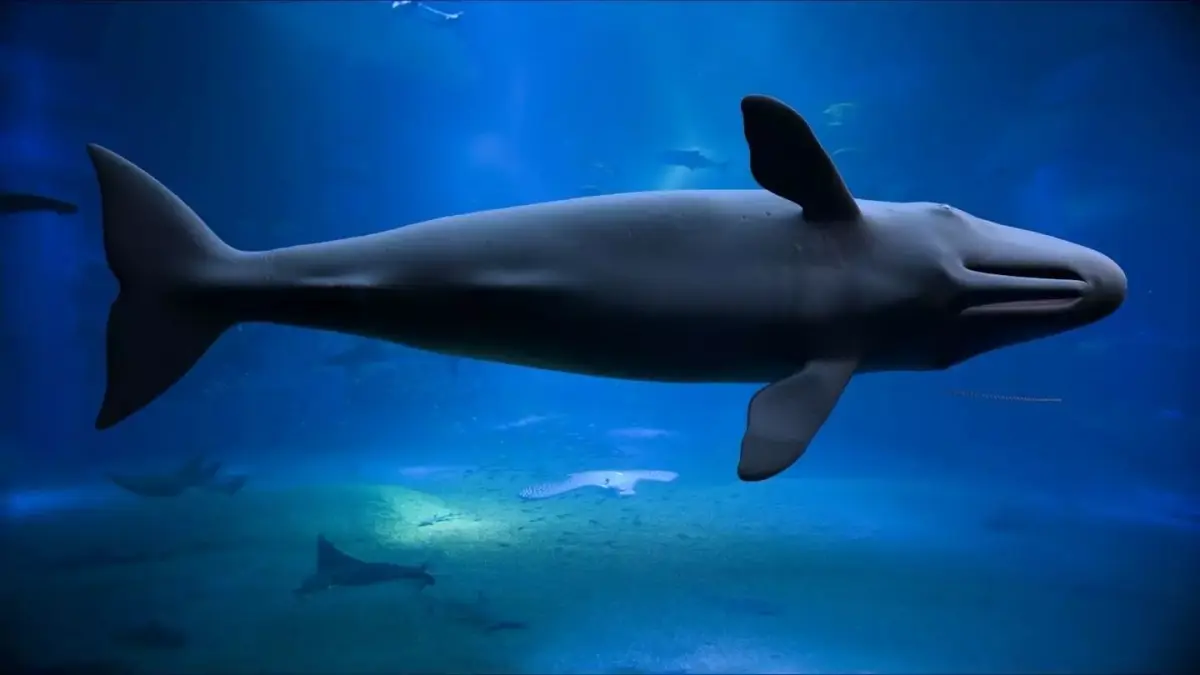 Sperm whale 3D model buy