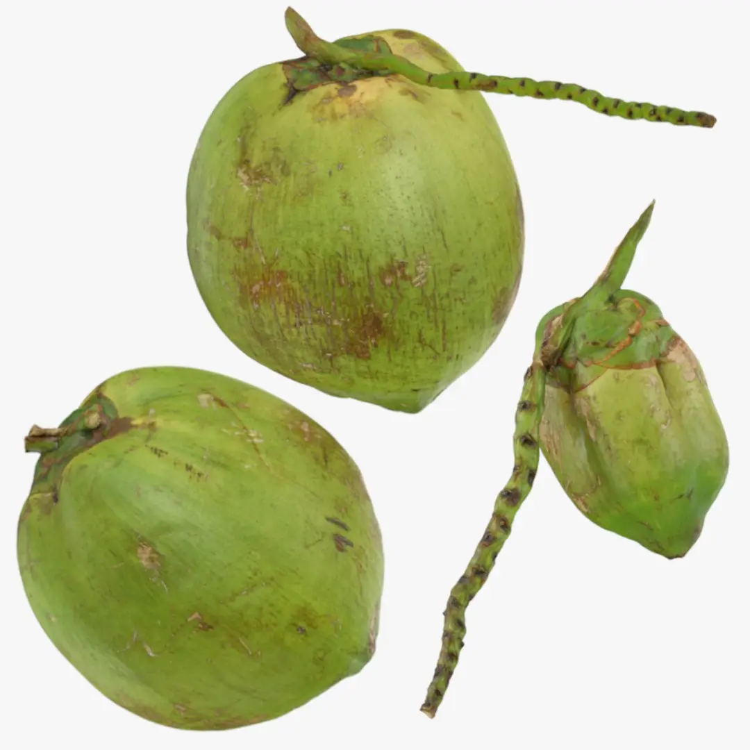 Green Coconut Collection 1 3D model