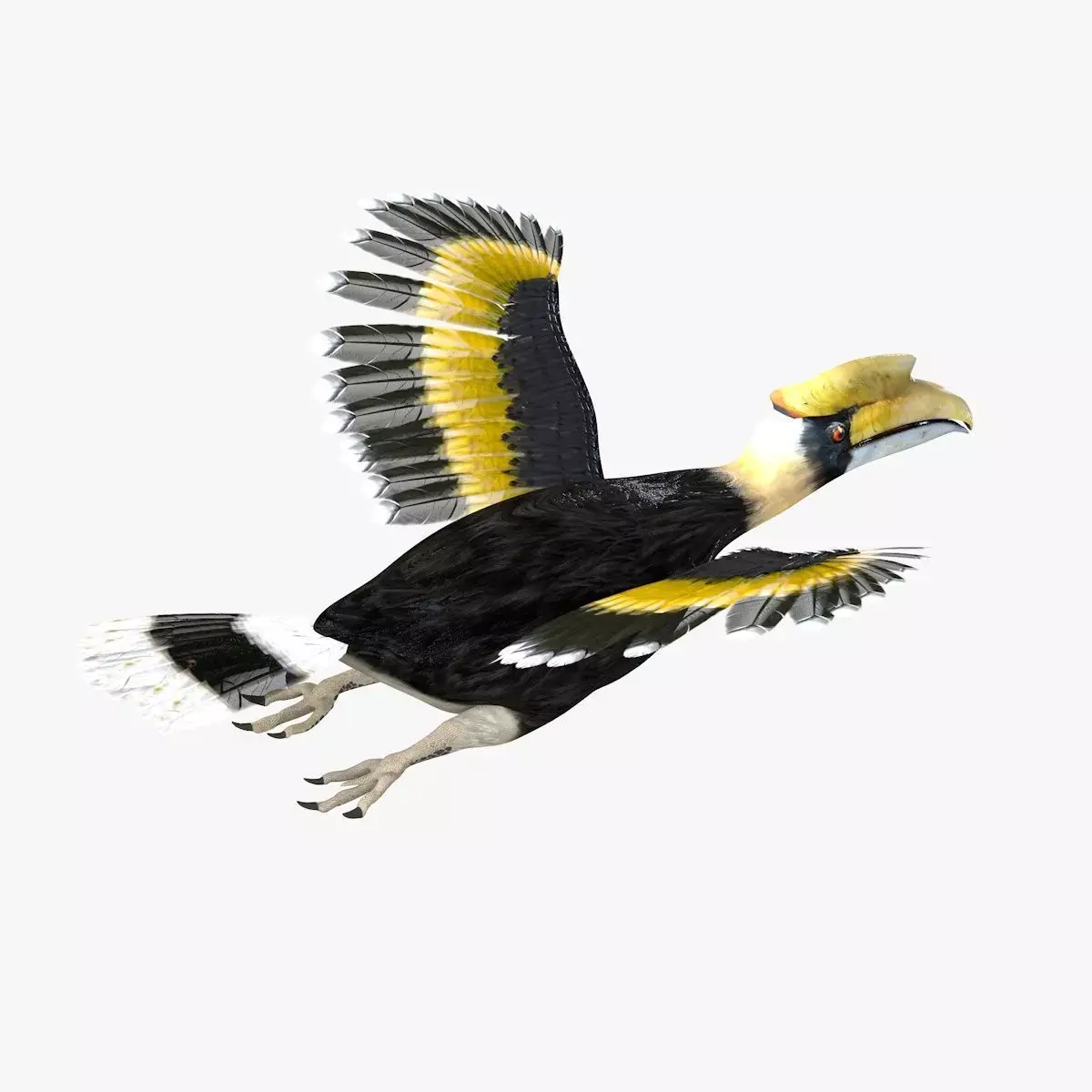 Hornbill bird rigged 3d model Low-poly 3D model