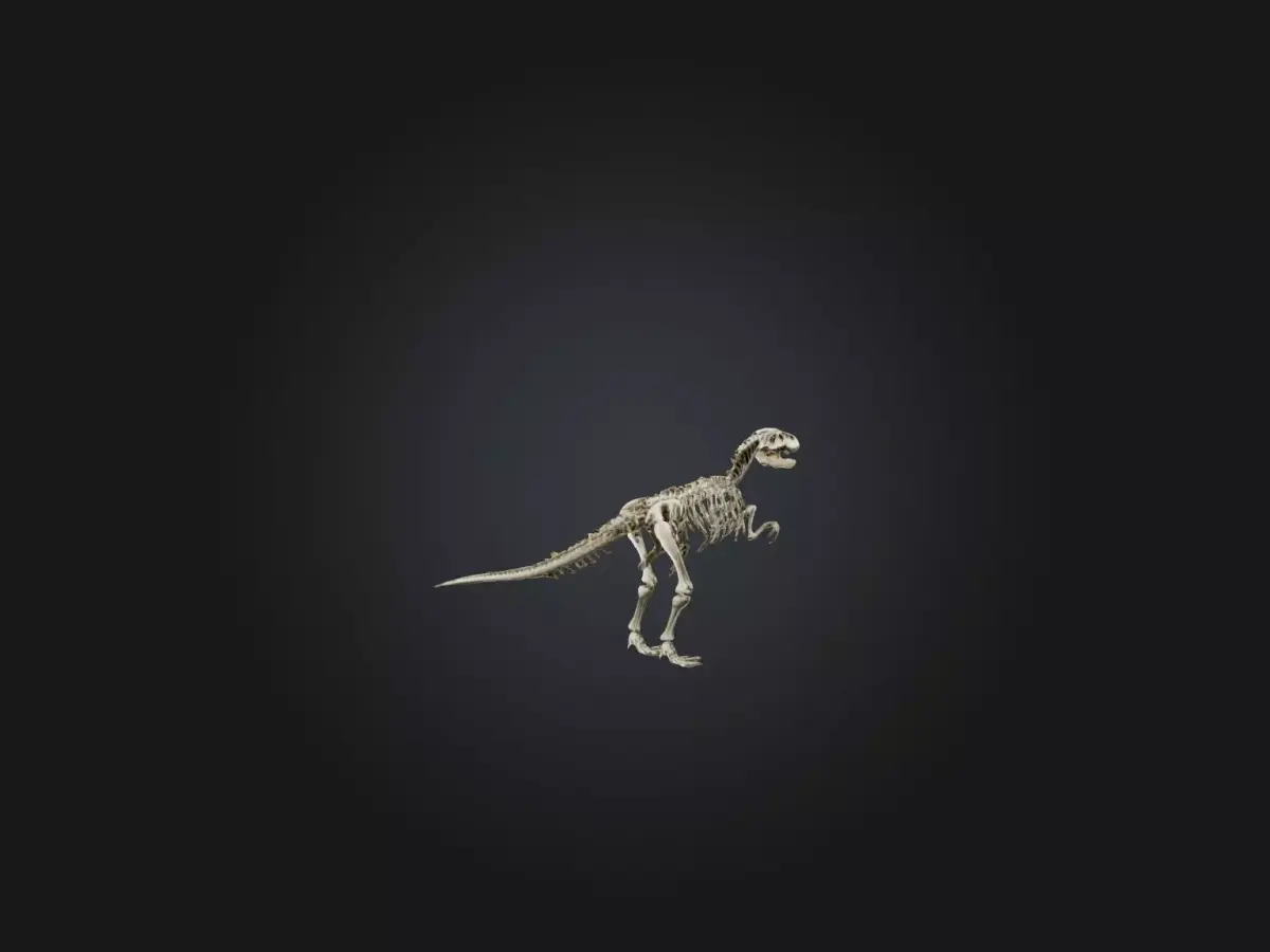 Realistic Allosaurus Skeleton Model Low-poly 3D model