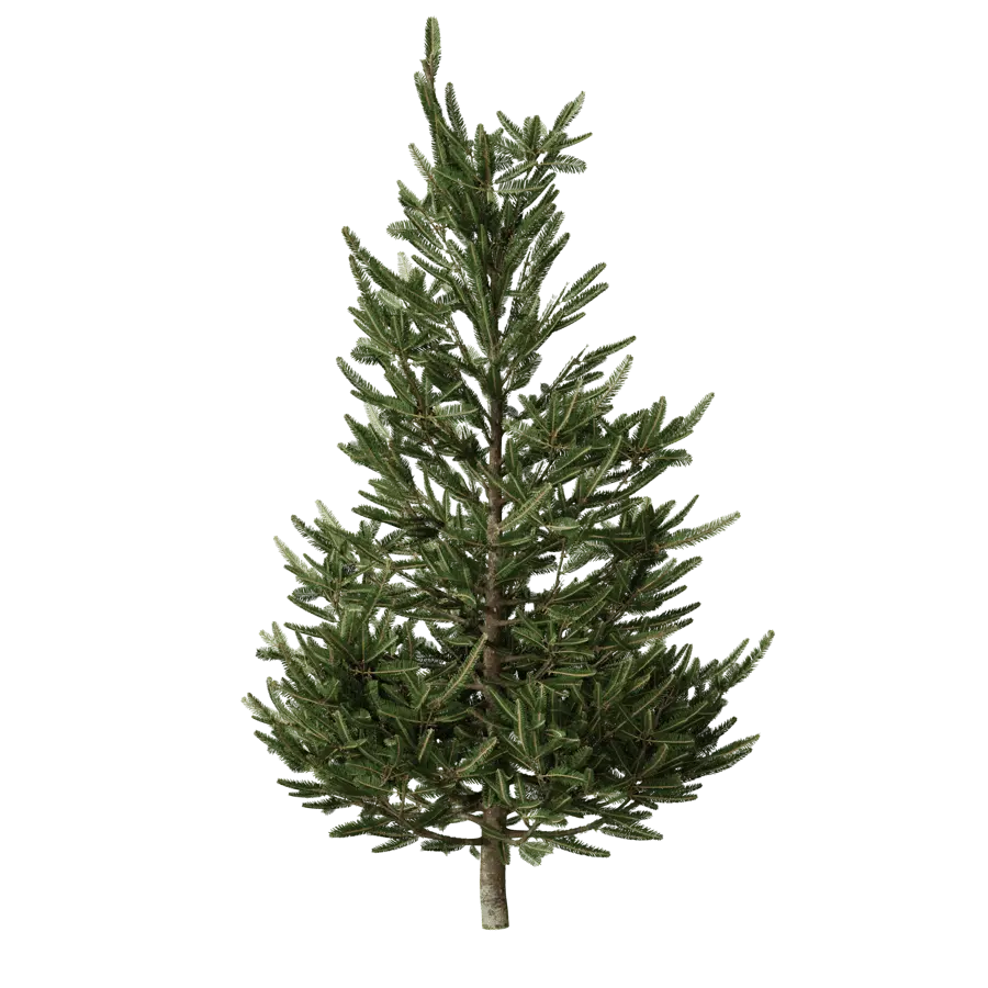  Small Fraser Fir Tree Model  buy