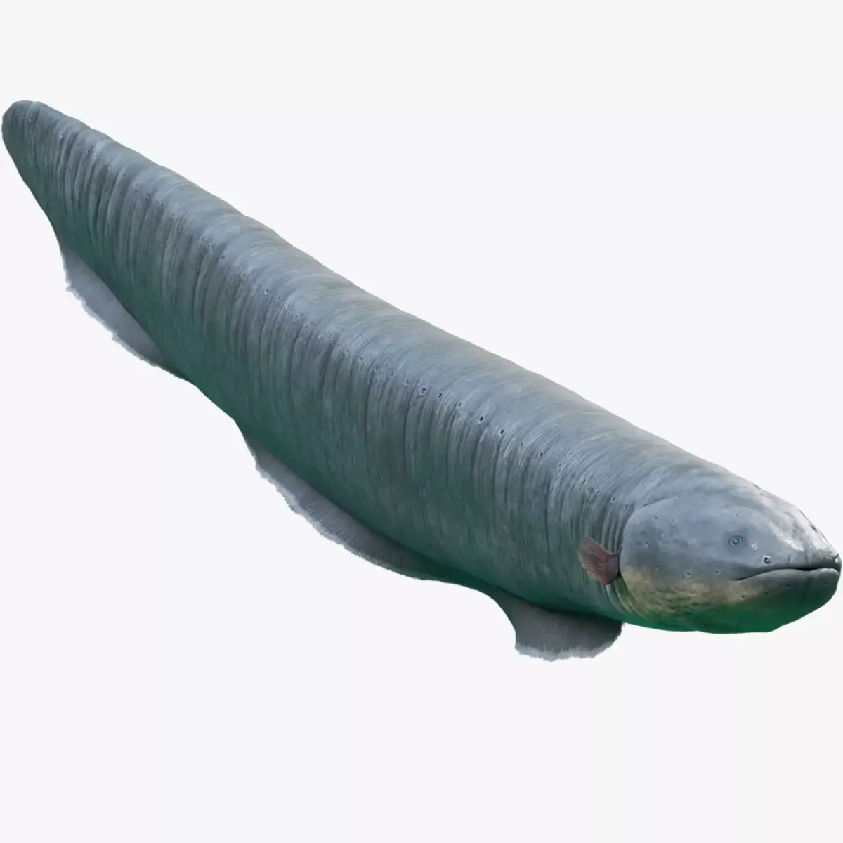Electrophorus Electricus Static Low-poly 3D model