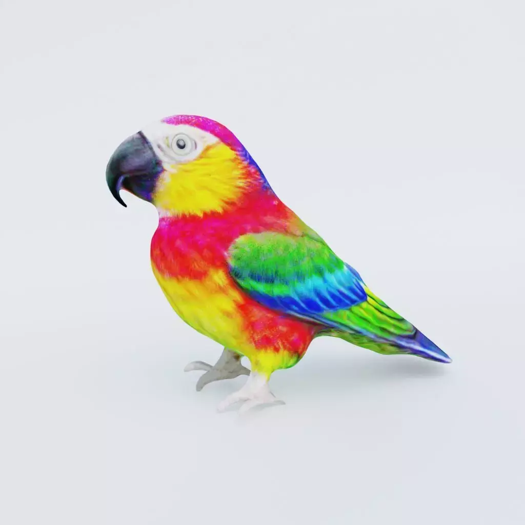 Parrot Free 3D model