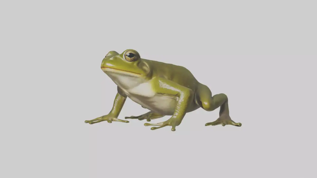 Indian Bullfrog croaking model Low-poly 3D model