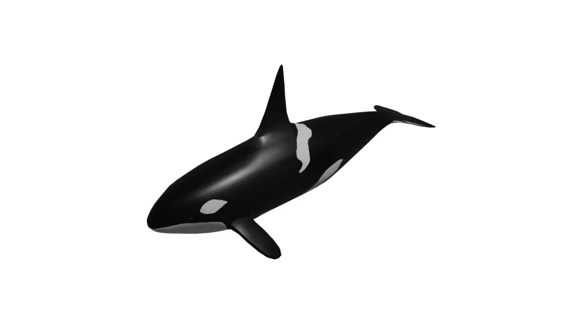 KillerWhales 3D model