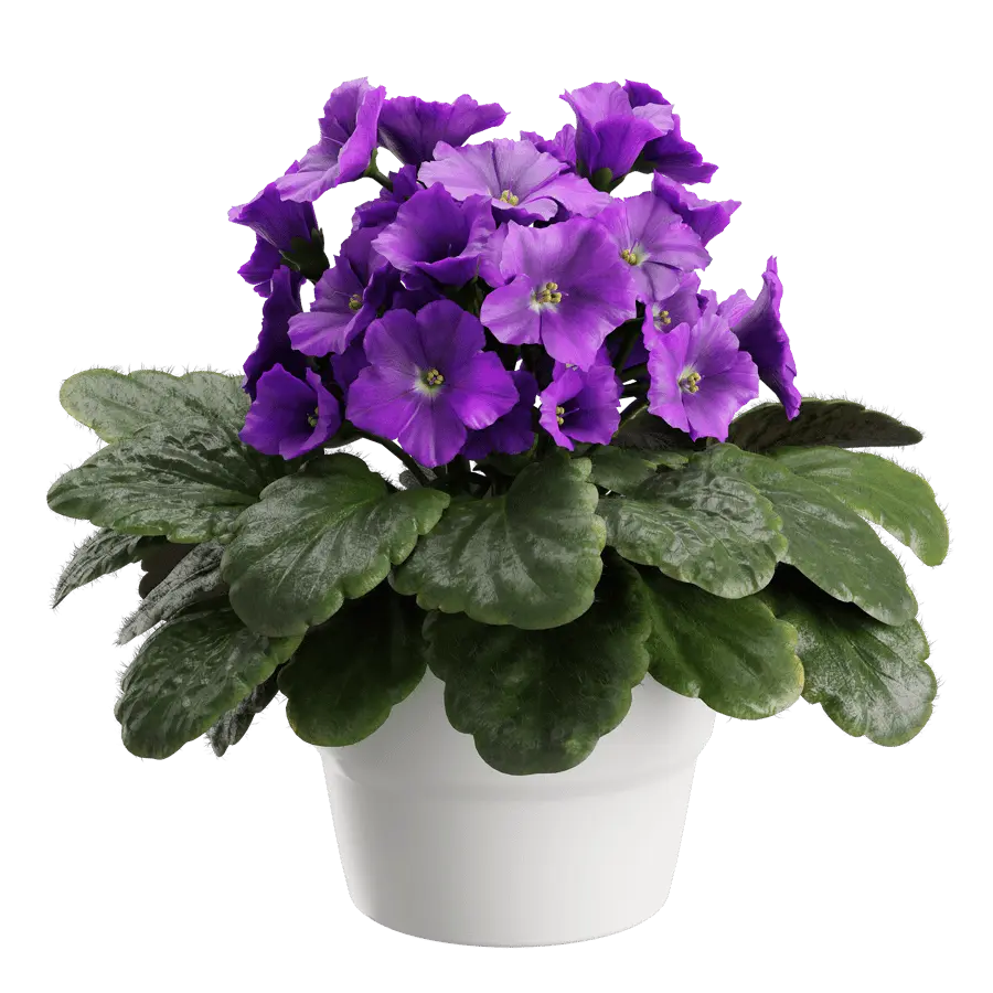  African Violet Plant Model  buy