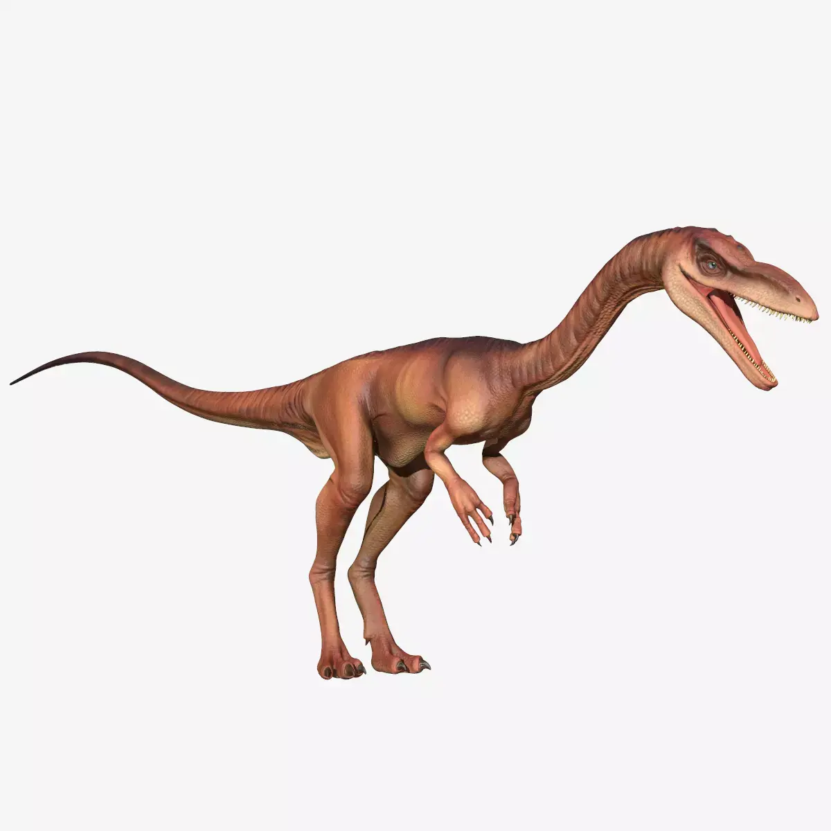 Coelophysis dinosaur Low-poly 3D model buy