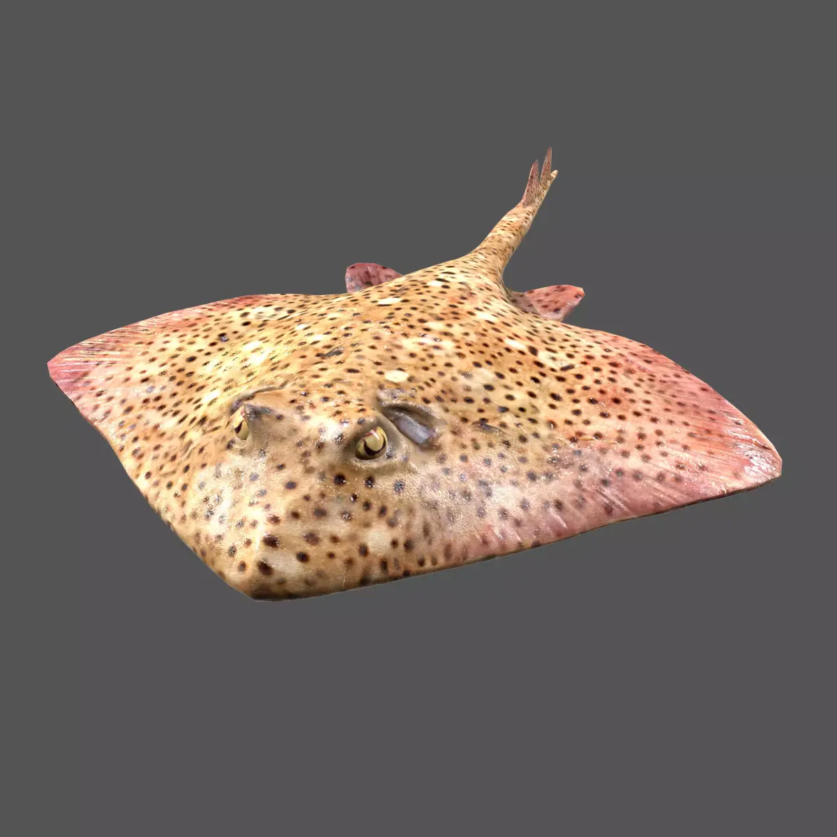 Skate Fish Low-poly 3D model purchase
