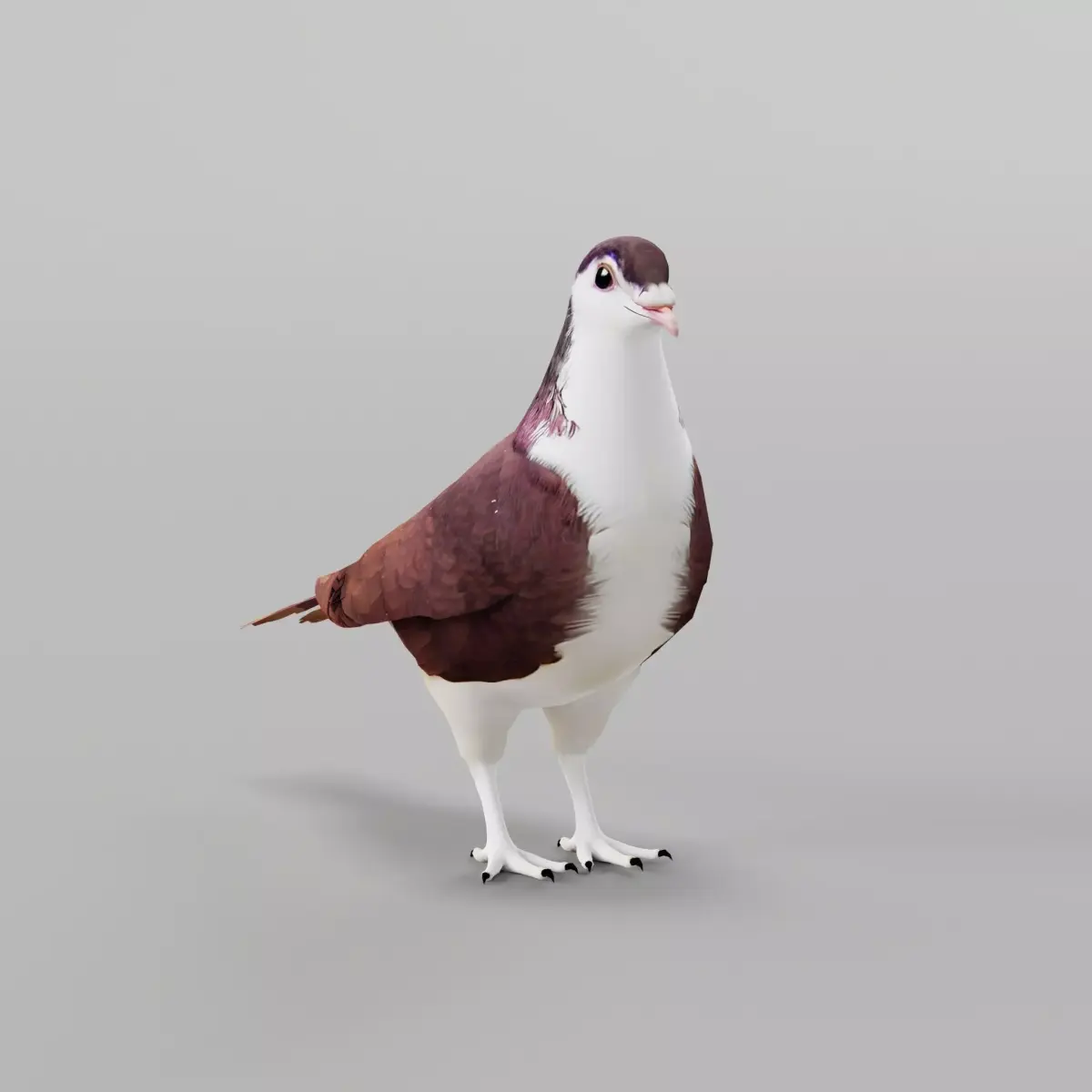 Lahore Pigeon Bird Low-poly 3D model