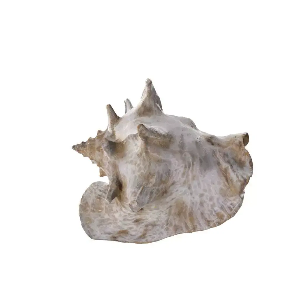 Shell 03 - Low and High Poly Versions Low-poly 3D model purchase