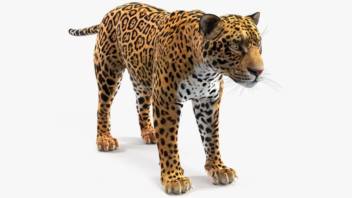 Jaguar 3D model purchase