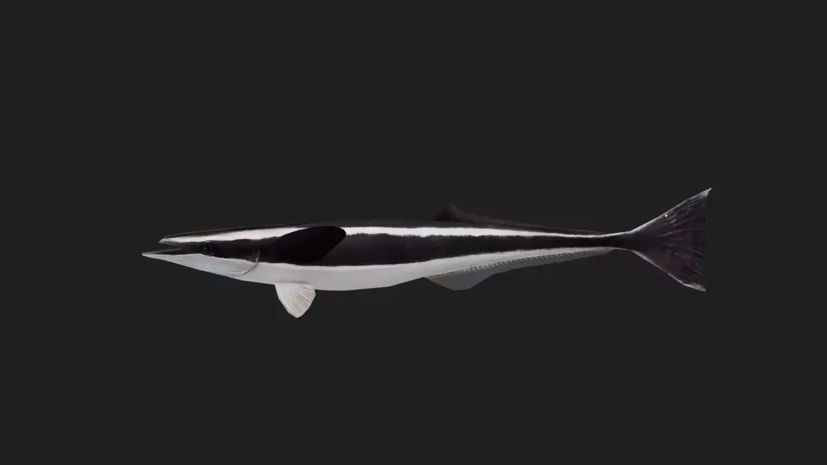 Suckerfish Low-poly 3D model purchase