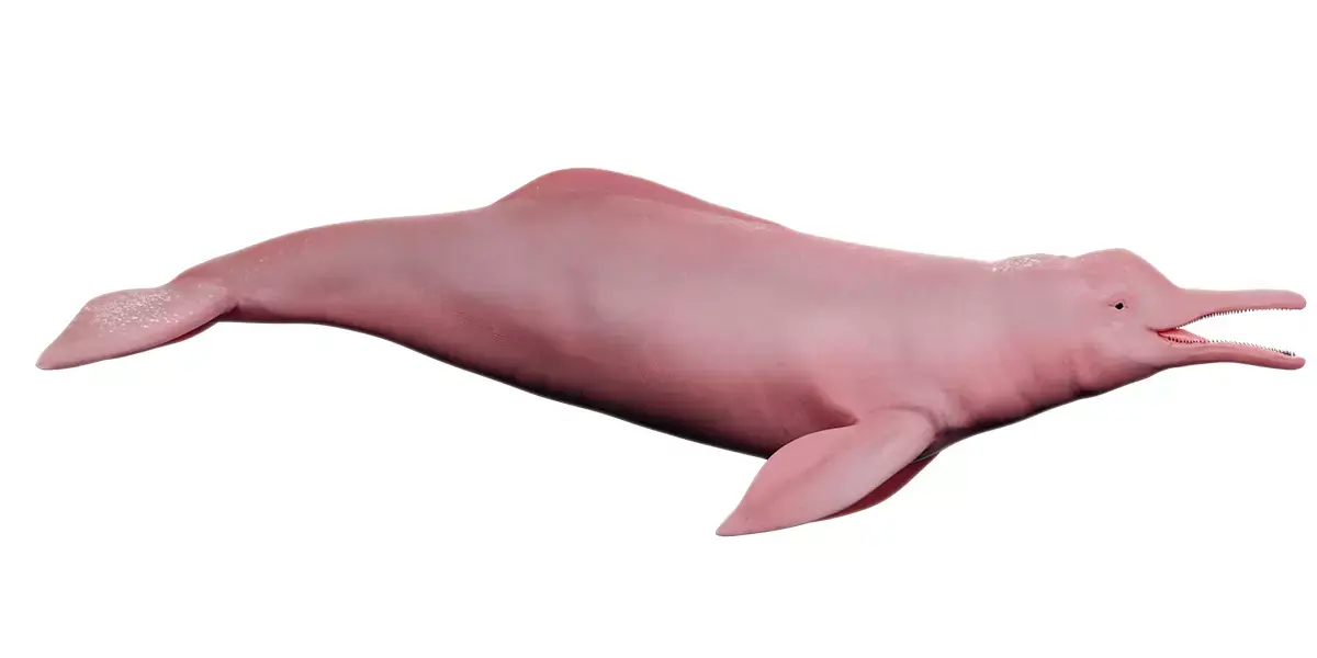Pink Dolphin Inia Geoffrensis Boto cor de rosa Free 3D model