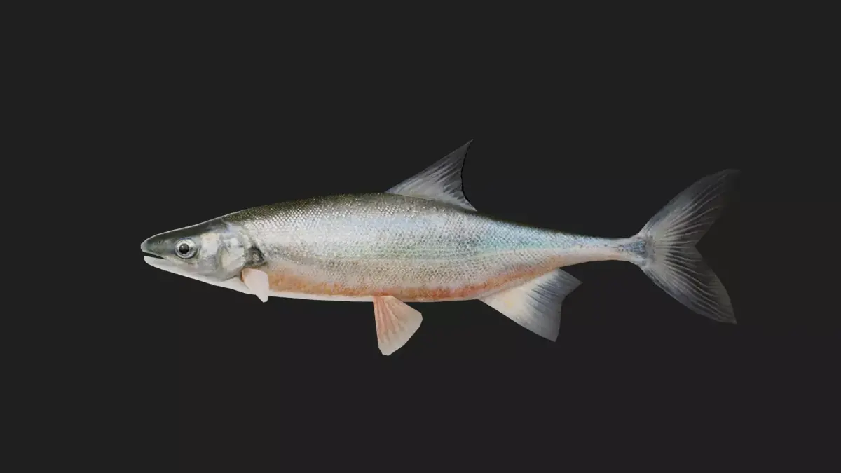 Carp fish Low-poly 3D model 13