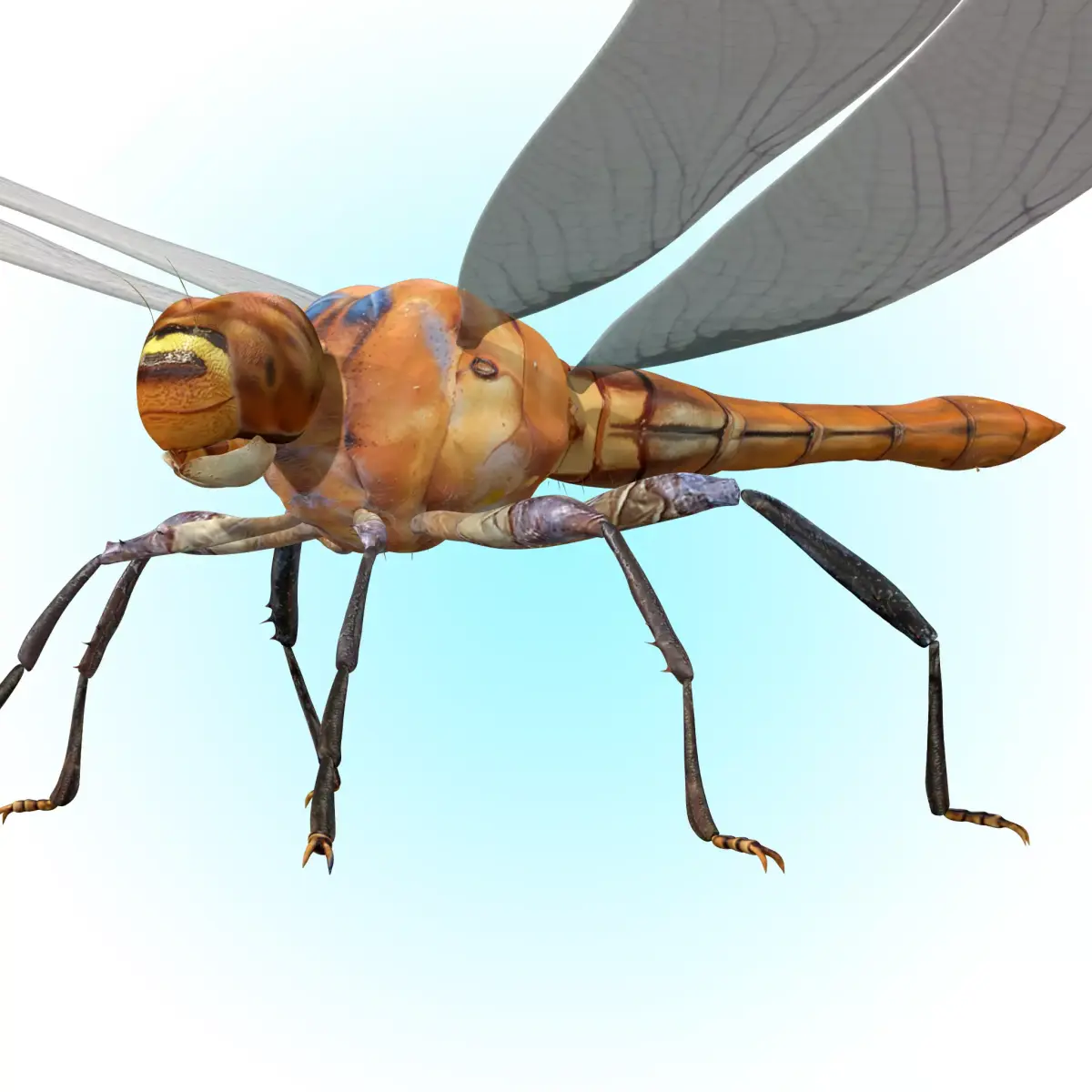 Dragonfly 3D model purchase