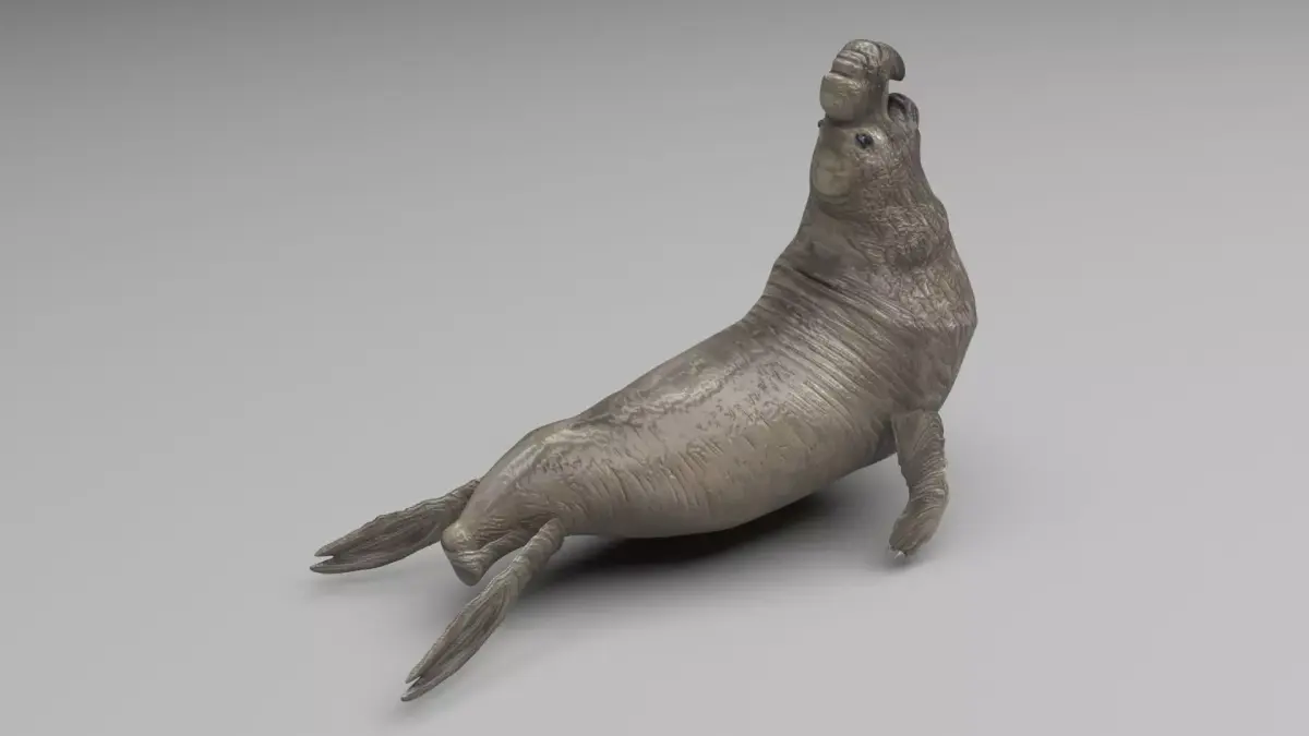 Elephant Seal 3D model