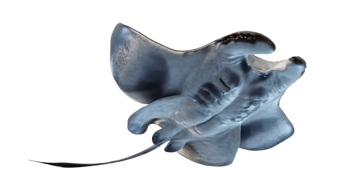 Manta Ray Mutant 3D model