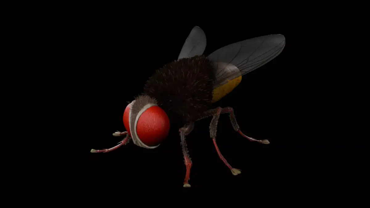 Eega - Fly 3D Model 3D model