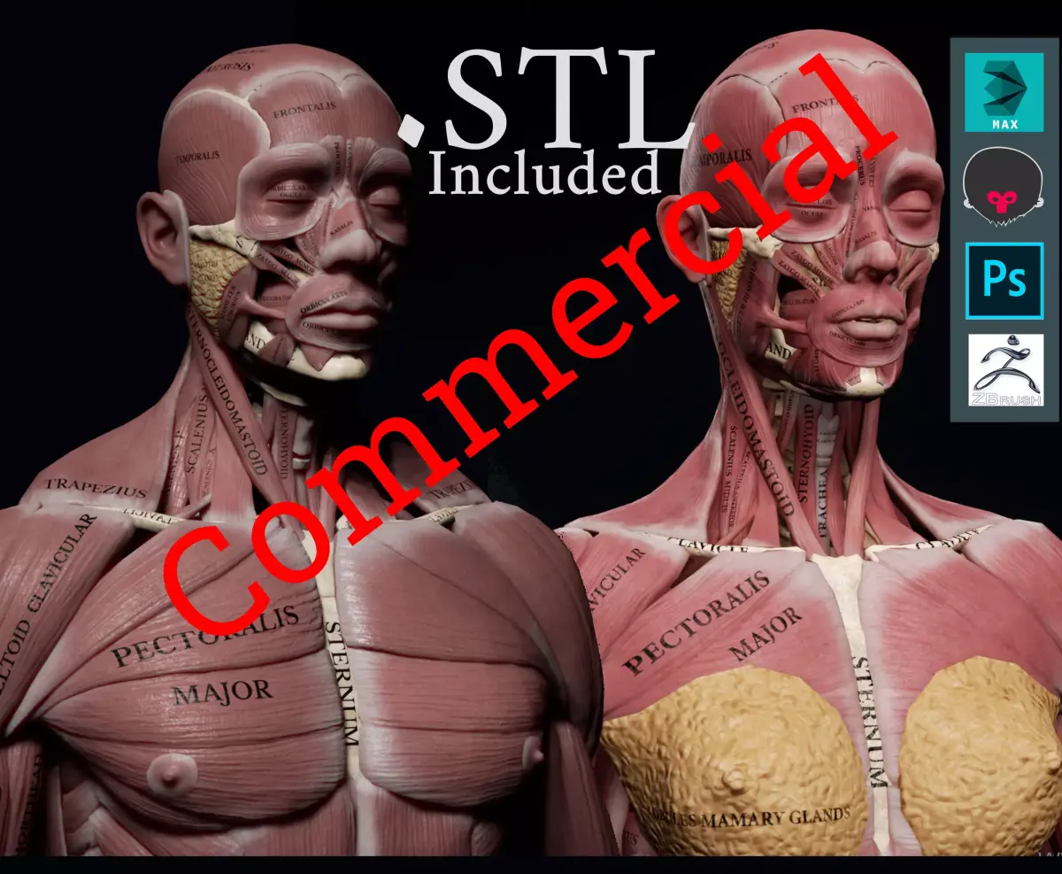 Human Anatomy Kit and Female Anatomy Kit Commercial License Low-poly 3D model
