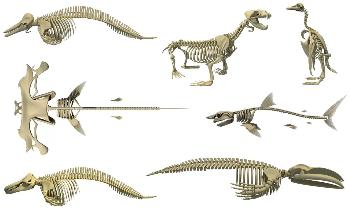 Aquatic Skeletons Models 3D model