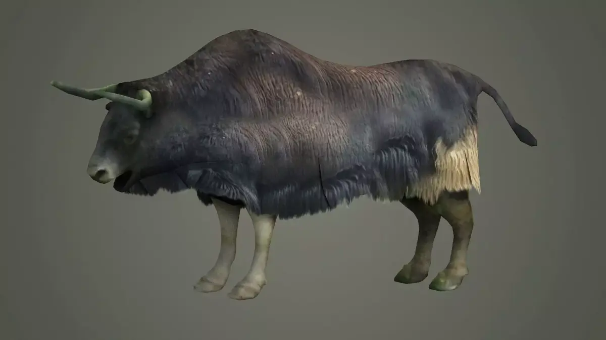 animals mammal animation nature wild ox yak domestic yak 3D model
