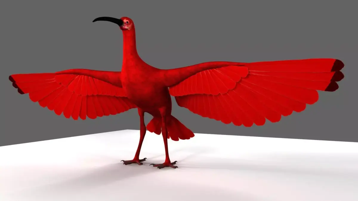 Scarlet ibis 3D model purchase