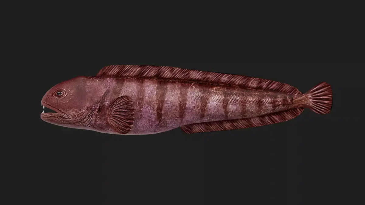 Wolffish Low-poly 3D model buy