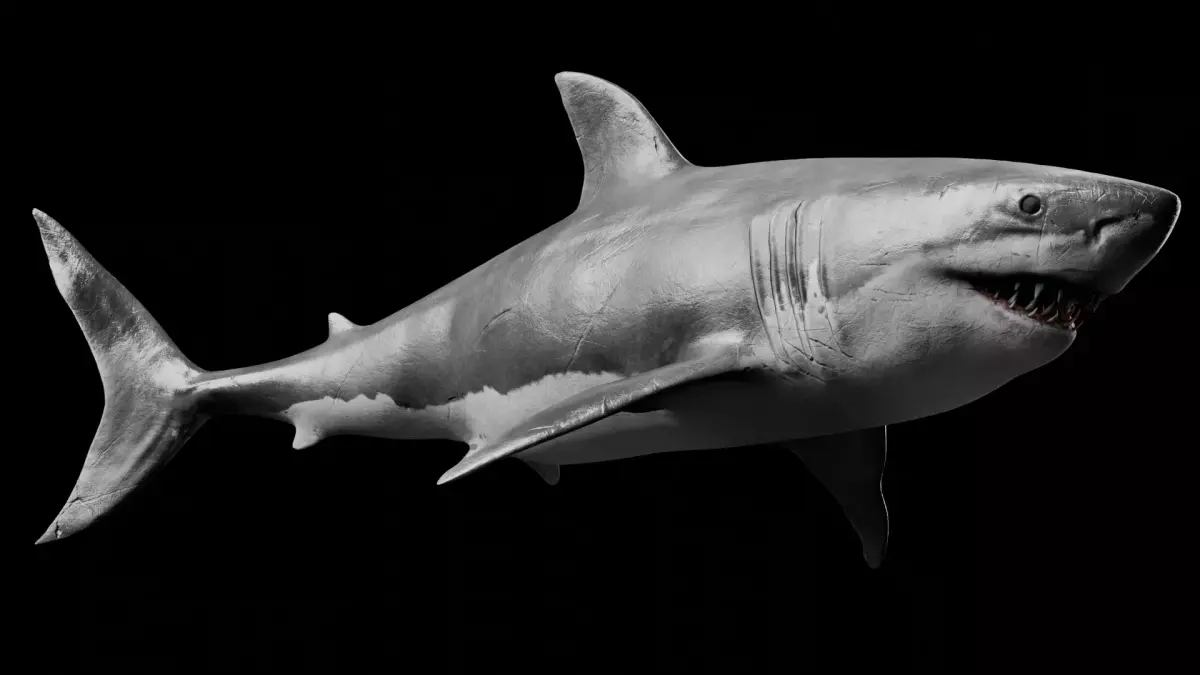 Great White Shark 3D model 5