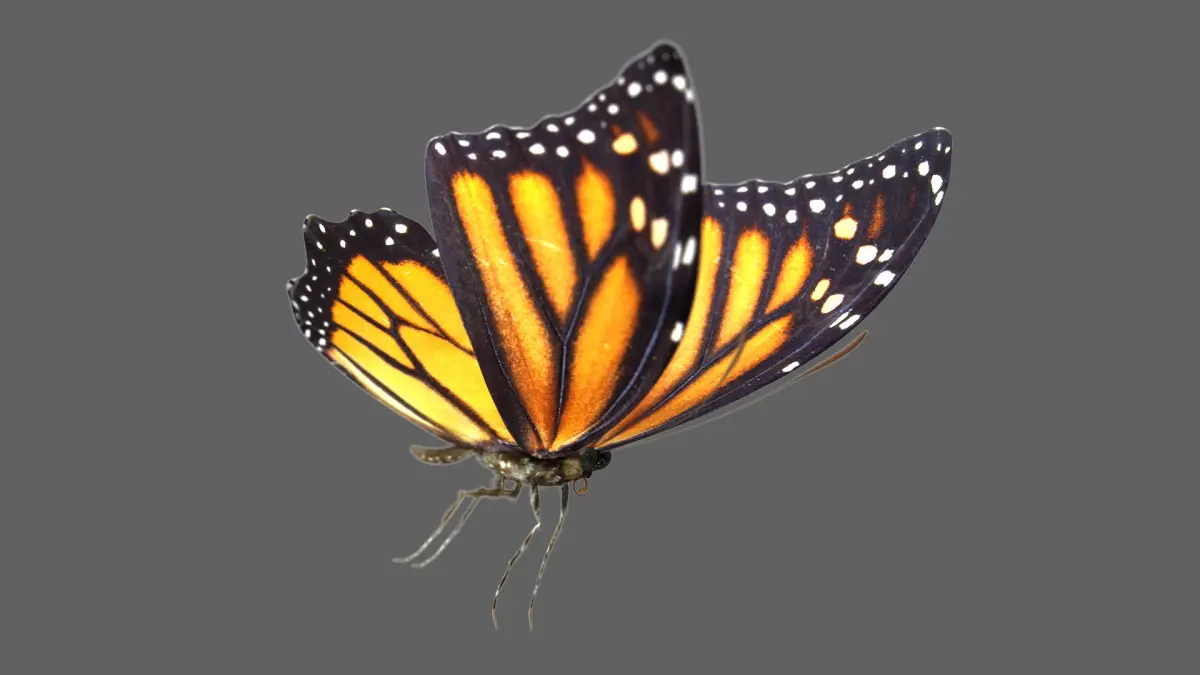 3D Tiger Monarch Butterfly 3D model