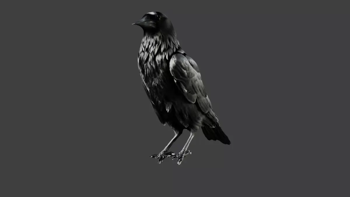 Crow Bird Low-poly 3D model