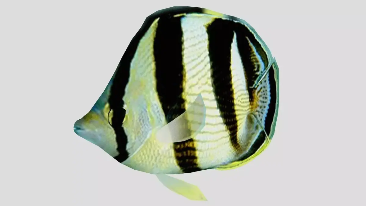 Banded Butterfly Fish Low-poly 3D model