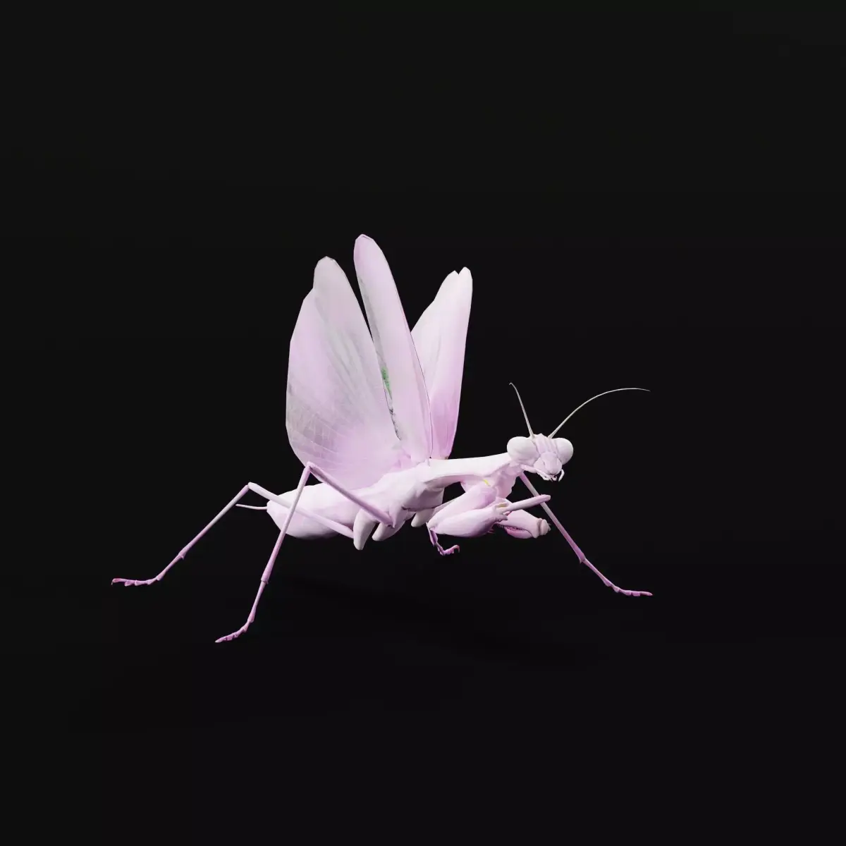 Pink Orchid Mantis Insect Low-poly 3D model
