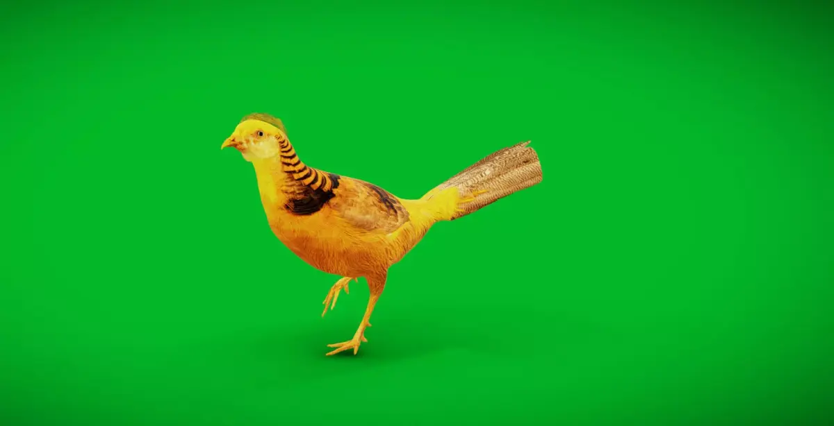 Chinese Golden Pheasant Bird Low-poly 3D model