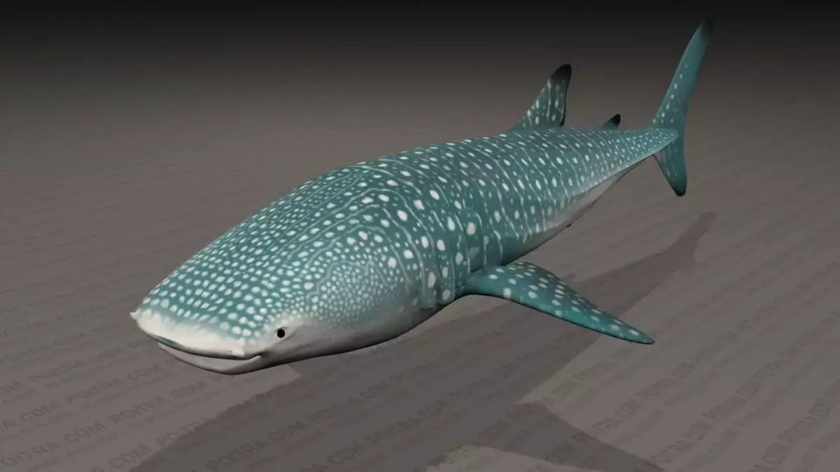 Whale Shark - Rhincodon Typus - Adult Male - Textured  3D model