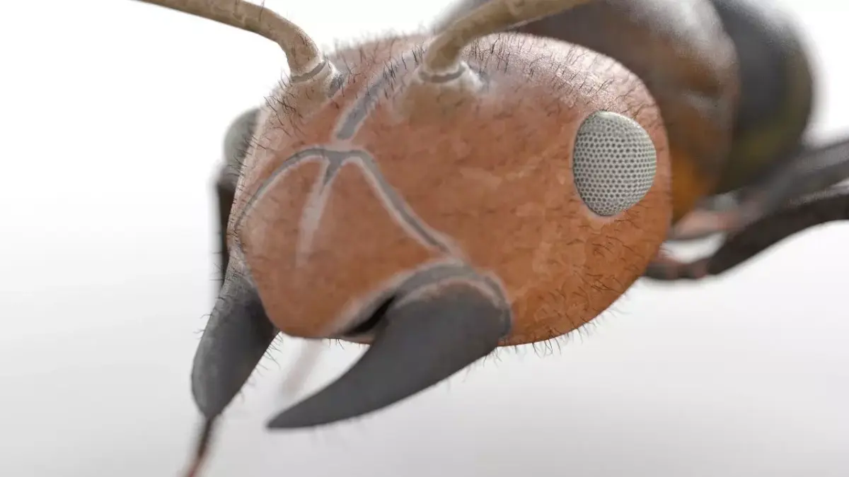 Ant Insect Low-poly 3D model purchase
