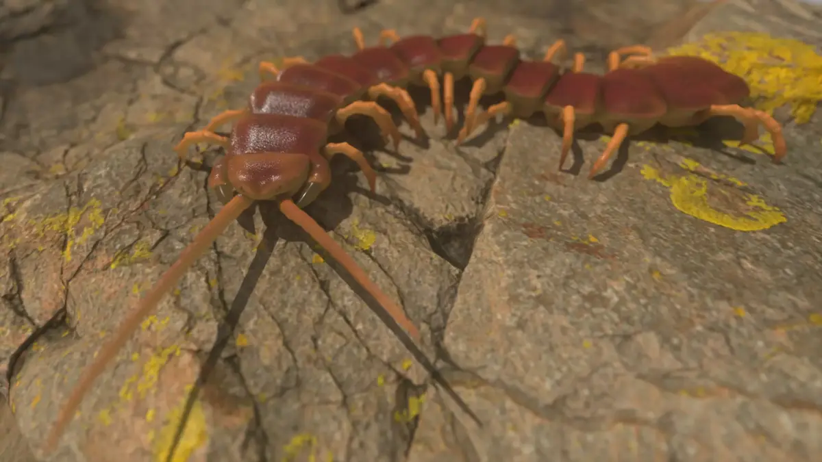 Centipede Rigged and Animated 3D model Low-poly 3D model