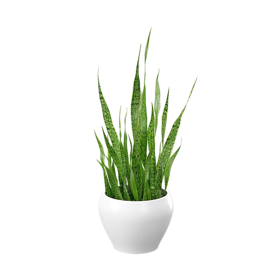  Snake Plant Potted Plant Model  purchase