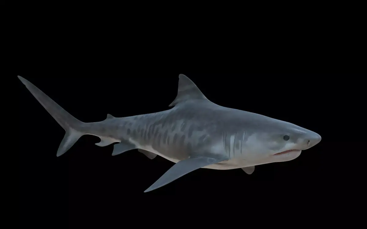 Tiger Shark Low-poly 3D model shop