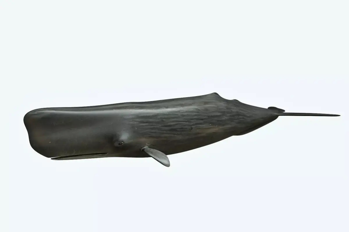 Sperm Whale 3D model get