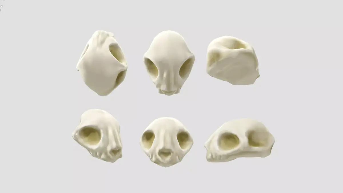 Cat skull  Low-poly 3D model