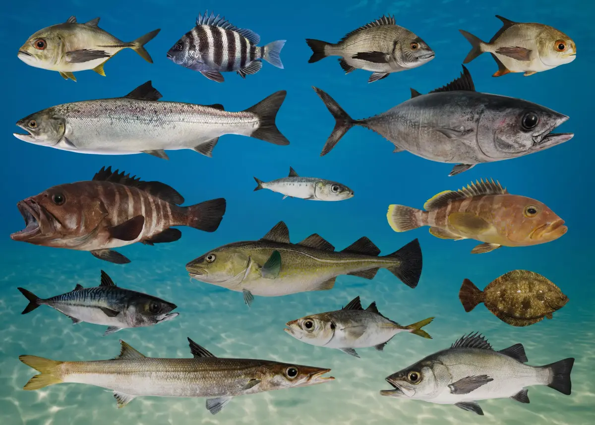 Ocean Commercial Fish Collection 3D model