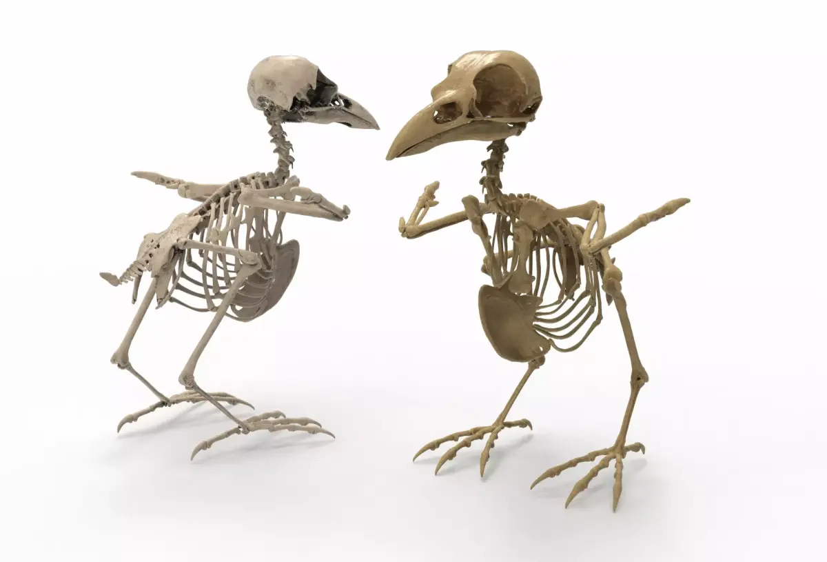 Raven skeleton 3D model