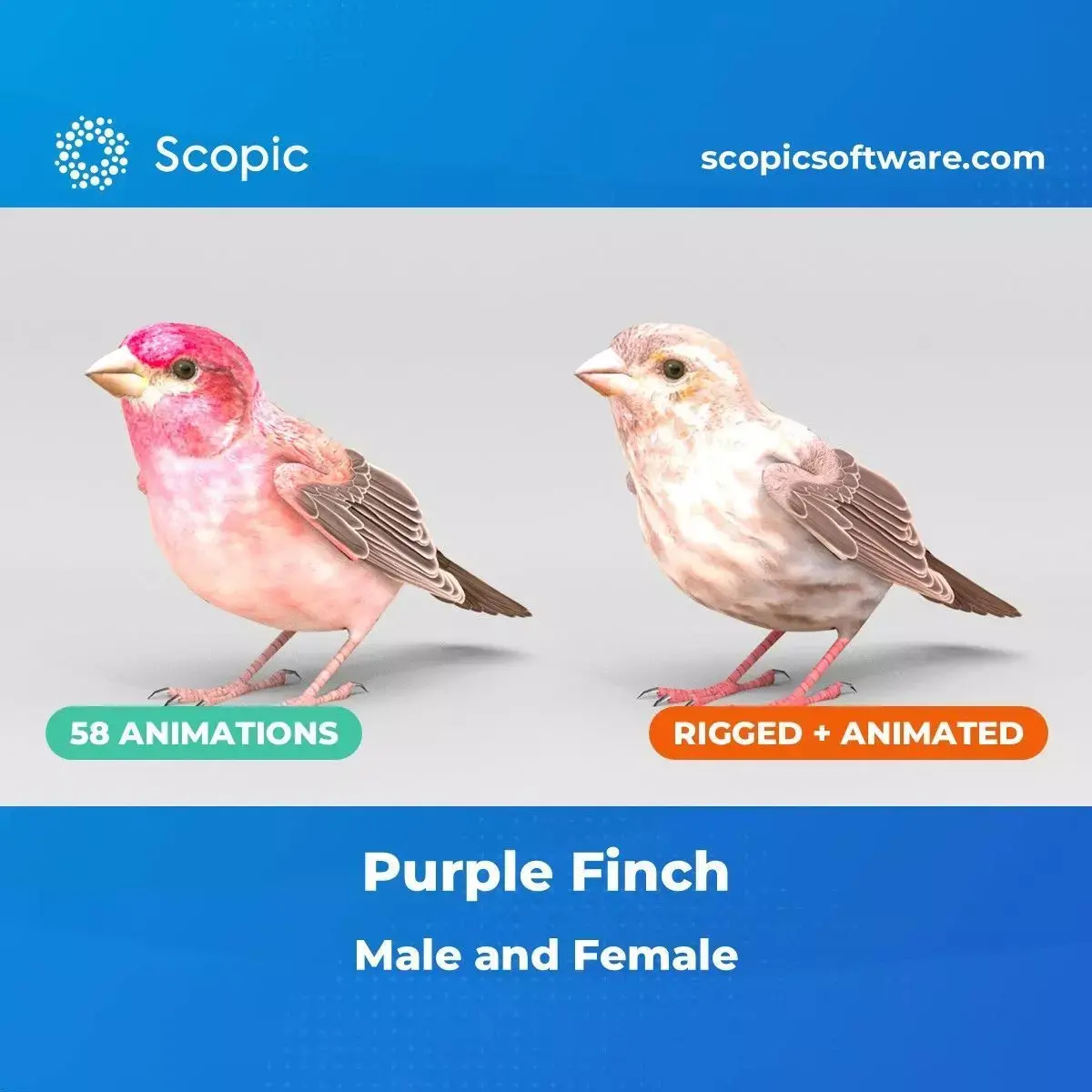 3D Bird Pack Purple Finch Male and Female Low-poly 3D model Low-poly 3D model