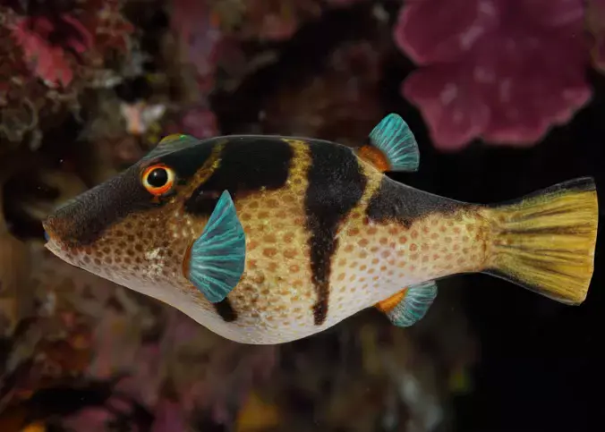Valentin Sharpnose Puffer Animated 3D model