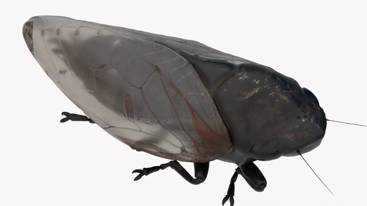 Cicada Low-poly 3D model