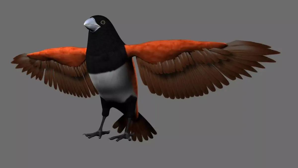 Munia Rigging and Animation 3D model