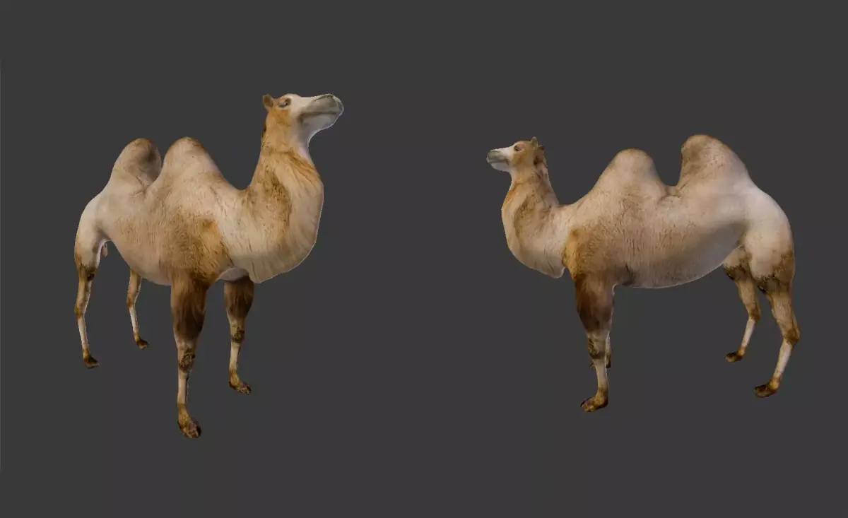 Camel camels Low-poly 3D model